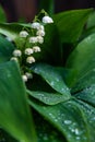 White spring lilies of the valley in dew drops close-up. Royalty Free Stock Photo