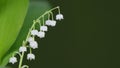White spring lilly of the valley flower with drop of water on stigma. Convallaria majalis. Close up. Royalty Free Stock Photo