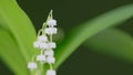 White spring lilly of the valley flower with drop of water on stigma. Convallaria majalis. Rack focus. Royalty Free Stock Photo