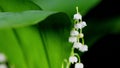 White spring lilly of the valley flower with drop of water on stigma. Convallaria majalis. Rack focus. Royalty Free Stock Photo