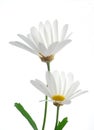 White spring marguerite