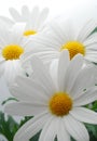 White spring marguerite Royalty Free Stock Photo