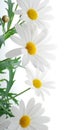 White spring marguerite Royalty Free Stock Photo