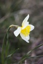 White narcisus flower. Royalty Free Stock Photo