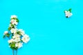 White spring nature background with blossom on blue wooden background. Top view. Springtime concept