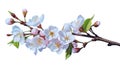 White spring Pink cherry or apple blossom flowers tree branch with green leaves isolated transparent background png. Generative ai Royalty Free Stock Photo