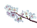 White spring Pink cherry or apple blossom flowers tree branch with green leaves isolated transparent background png. Generative ai Royalty Free Stock Photo