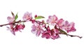 White spring Pink cherry or apple blossom flowers tree branch with green leaves isolated transparent background png. Generative ai Royalty Free Stock Photo