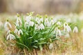 White spring snowdrops. Royalty Free Stock Photo