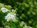 White spring Spiraea flowers blooming Royalty Free Stock Photo