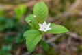 White spring starflower