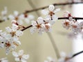 Plum tree white flowers blooming Royalty Free Stock Photo
