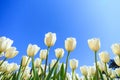 Beautiful white spring tulips in a flower garden on a sunny day against a blue sky Royalty Free Stock Photo