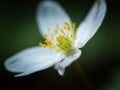 White springtime anemone in close up.