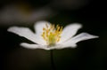 White springtime anemone in close up.