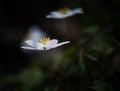 White springtime anemone in close up.