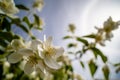White springtime flowers on tree with sunny background Royalty Free Stock Photo
