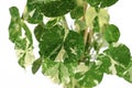 White sprinkled leaves of `Asarina Scandens Variegara` garden plant on white background