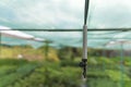 White sprinkler in a greenhouse close-up. Irrigation system for growing in agriculture. Autowatering plants