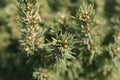 White spruce Alberta Globe