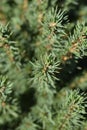 White spruce Alberta Globe