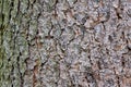 White Spruce Bark 807320