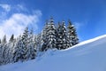 White snow covered spruces and blue sky in the Carpathian mountains.