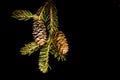 White Spruce Branch with Cones - Isolated on Black