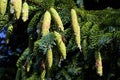 White Spruce Cones 823080