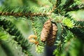 White Spruce Cones - Picea glauca