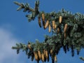 White Spruce Or Picea Glauca Tree With Cones