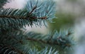 White spruce with water droplets on the needles. Blurred background. Daytime bokeh. Nature shot Royalty Free Stock Photo