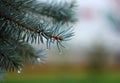 White spruce wet branch. Blurred bokeh background. Water drops. Grey-green needles. October weather. Natural pattern Royalty Free Stock Photo