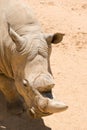 White (square-lipped) rhinoceros