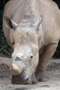 White Square-Lipped Rhinoceros Royalty Free Stock Photo