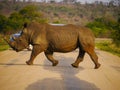 White or square-lipped rhinoceros Ceratotherium simum running across the street in Kruger Nationalpark Royalty Free Stock Photo