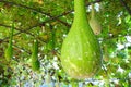 White squash