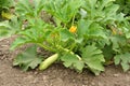 White squash plant