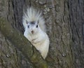 White Squirrel Royalty Free Stock Photo