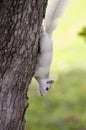 White Squirrel, Brevard, NC