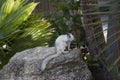 White squirrel in central Florida Royalty Free Stock Photo