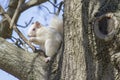 White Squirrel Chomping Nut on Limb of Large Tree