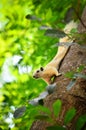 The white Squirrel Royalty Free Stock Photo