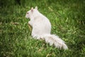 a white squirrel foraging for maple seeds in the Spring. seasonal design element Royalty Free Stock Photo