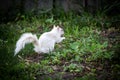 a white squirrel foraging for maple seeds in the Spring animal design element Royalty Free Stock Photo
