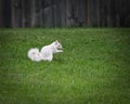 a cute white squirrel isolated in the grass foraging for seeds and nuts in the Spring Royalty Free Stock Photo