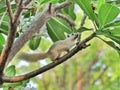 White Squirrel