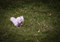 a white squirrel grasping and munching on maple tree seeds in late Spring isolated on a grass background Royalty Free Stock Photo