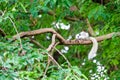 white squirrel hides in shadow of the leaves on big branches tree