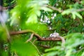 white squirrel hides in shadow of the leaves on big branches tree